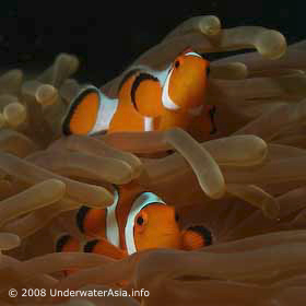 How to photograph a Clownfish